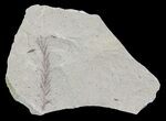 Metasequoia (Dawn Redwood) Fossil - Montana #62334-2